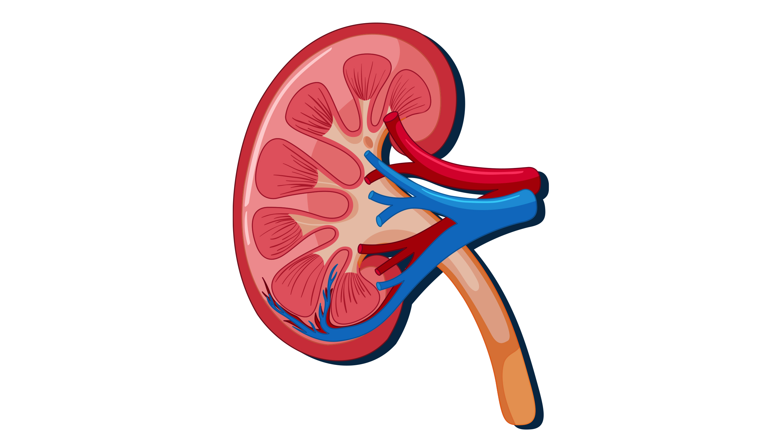 Early Symptoms of Kidney Disease in the Elders
